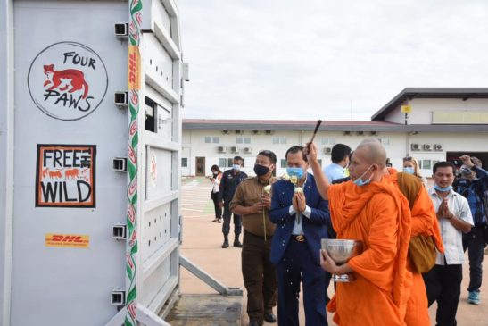 ពិធីទទួលសត្វដំរីខាវ៉ាន់មករស់នៅក្នុងព្រៃធម្មជាតិរបស់កម្ពុជា