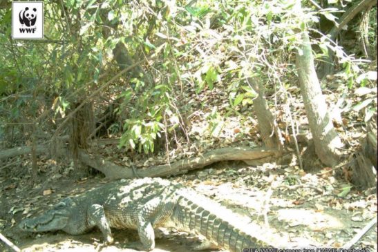 កម្ពុជាមានវត្តមានសត្វក្រពើភ្នំច្រើនជាងគេលើពិភពលោក ខណៈមន្រ្តីបង្ហាញពីការខិតខំអភិរក្សនិងស្តារពូជបន្ថែមទៀត