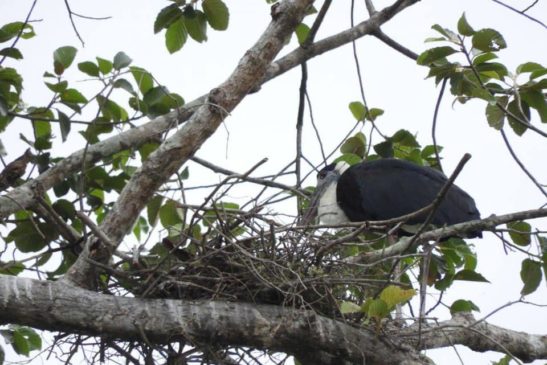 សត្វត្រយងចង្កំ.ក.ស ៥សំបុកត្រូវបានរកឃើញនៅក្នុងដែនជម្រកសត្វព្រៃលំផាត់ ខេត្តរតនៈគិរី កាលពីខែមករា