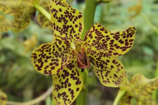 កេសរកូលព្រះទ្រហឹង ជាប្រភេទកេសរកូលធំជាងគេលើសកលលោក មានដុះនៅកម្ពុជា