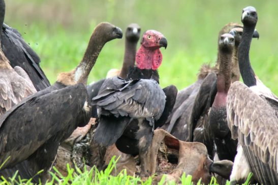 ទិន្នន័យពីទីតាំងជំរឿនសត្វត្មាត ៤កន្លែងថ្ងៃទី១០ ខែមិថុនា៖ អ្នកជំនាញកត់ត្រាវត្តមានសត្វត្មាតចំនួន ៨២ក្បាល, ការជំរឿនមានចំនួន ៥ ដងទៀតដើម្បីសន្មត់ថារបាយប្រជាសាស្ត្រនៃសត្វត្មាតឆ្នាំ២០២១ នេះធ្លាក់ចុះឬកើនឡើង