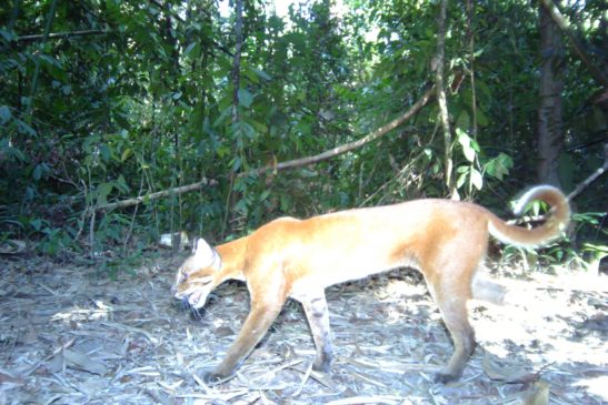 ខ្លាលឿងមាស ប្រភេទសត្វកម្រនៅលើពិភពលោកមានវត្តមានក្នុងតំបន់ការពារធម្មជាតិ