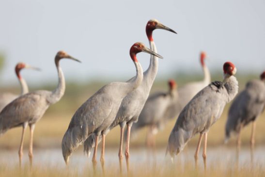 សត្វក្រៀល