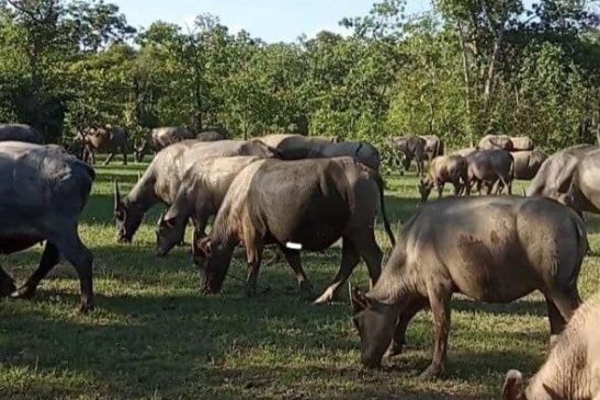 ស្រី ស្លាត ទទួលផលប្រយោជន៍ច្រើនពីការចិញ្ចឹមក្របីក្នុងតំបន់ការពារធម្មជាតិ