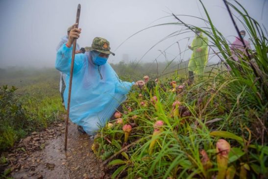 មន្ត្រីជាន់ខ្ពស់ក្រសួងបរិស្ថានអំពាវនាវដល់ភ្ញៀវទេសចរចូលរួមថែរក្សាជីវៈចម្រុះនានានិងកុំបេះប្រភេទផ្ការុក្ខជាតិព្រៃដែលកំពុងរងគ្រោះដើម្បីរក្សាពូជឱ្យគង់វង្សនិងថែរក្សាសោភ័ណភាពរមណីយដ្ឋាន