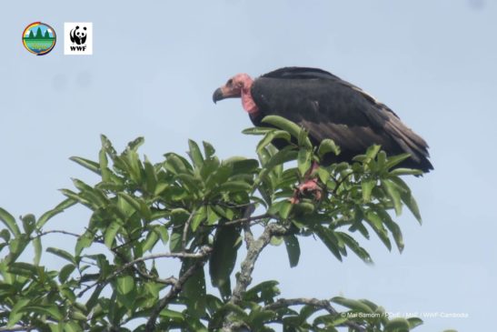 សត្វត្មាតត្នោត និងត្មាតផេះបានវិលត្រឡប់មកកាន់ទ្រនំរបស់ពួកវាវិញក្នុងដែនជម្រកសត្វព្រៃស្រែពកក្រោយអវត្តមានអស់រយៈពេលជាងប្រាំឆ្នាំ