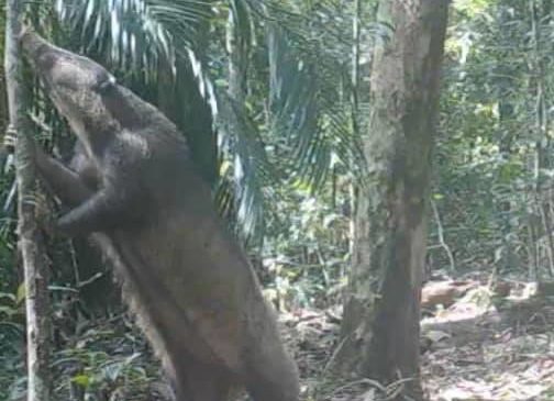 កម្ពុជាបន្តរកឃើញវត្តមាននៃប្រភេទសត្វកម្រៗនៅលើពិភពលោកដែលមានវត្តមាននៅតំបន់ការពារធម្មជាតិរបស់ខ្លួន