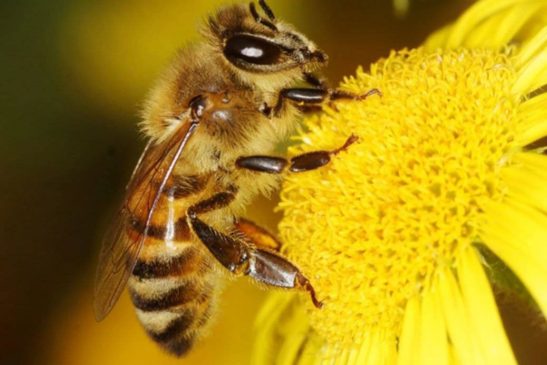 ទឹកឃ្មុំជាអាហារ និងជួយព្យាបាលរោគមួយចំនួន