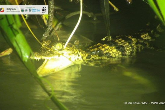 កំណត់ត្រាលើកដំបូងបង្អស់ក្នុងរយៈពេលជាងមួយទសវត្សរ៍ចុងក្រោយនៃហ្វូងកូនសត្វក្រពើភ្នំដ៏កម្របំផុតនៅក្នុងតំបន់ទីជម្រកស្រែពក ផ្តល់ក្តីសង្ឃឹមដល់ការអភិរក្សជាសាកល