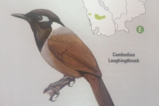 ចកវ៉កកម្ពុជា ឬចកវ៉កភ្នំក្រវាញ Cambodian Laughingthrush (Garrulax ferrarius)