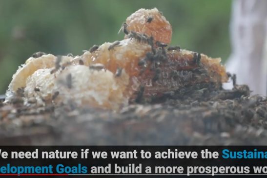 ជីវៈចម្រុះនិងធម្មជាតិមានសារៈសំខាន់សម្រាប់ជីវិតនៅលើផែនដី