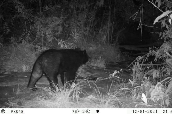 ខ្លាឃ្មុំធំបង្ហាញខ្លួនក្នុងតំបន់ការពារធម្មជាតិកម្ពុជា