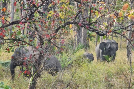 ដែនជម្រកសត្វព្រៃស្រែពក ខេត្តមណ្ឌលគិរី ប្រទេសកម្ពុជា