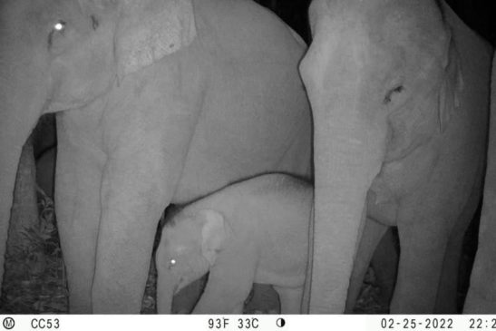 ដំរីអាស៊ី (ឈ្មោះអង់គ្លេស៖ Asian Elephant ឈ្មោះវិទ្យាសាស្រ្ត៖ Elephas maximus)