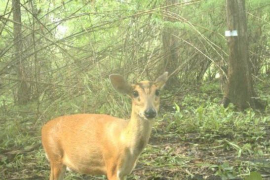 មន្រ្តីជំនាញ កំពុងសិក្សាស្រាវជ្រាវ ចំនួនសត្វឈ្លូស នៅតាមតំបន់ការពារធម្មជាតិ ក្នុងខេត្តមណ្ឌលគិរី