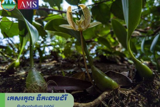 កេសរកូល ទឹកនោមដំរី ស្ថិតនៅភ្នំខ្នងព្រះ ក្នុងដែនជម្រកសត្វព្រៃភ្នំសំកុល