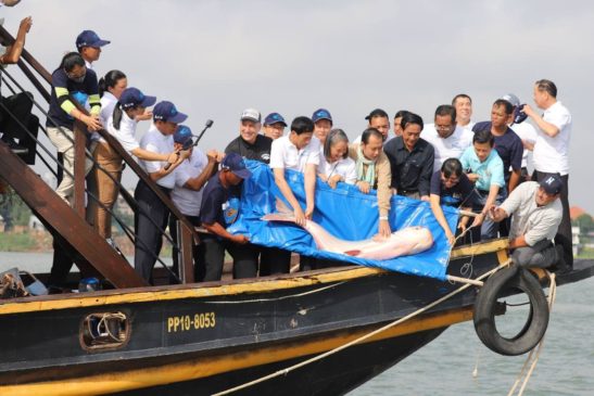 ពិធីលែងត្រីប្រភេទកម្រ និងងាយ រងគ្រោះថ្នាក់នៅដងទន្លេមេគង្គនិងទន្លេសាប នៅចំណុចទន្លេចតុម្មុខ