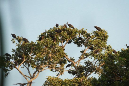 មានសញ្ញាបញ្ចាក់ថា មានការកើនឡើងចំនួនសត្វស្លាបកម្រនៅក្នុងប្រទេសកម្ពុជា