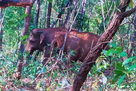 ដំរីអាស៊ី ប្រមាណ ៤០០ ទៅ ៦០០ក្បាល មានវត្តមាន នៅកម្ពុជា