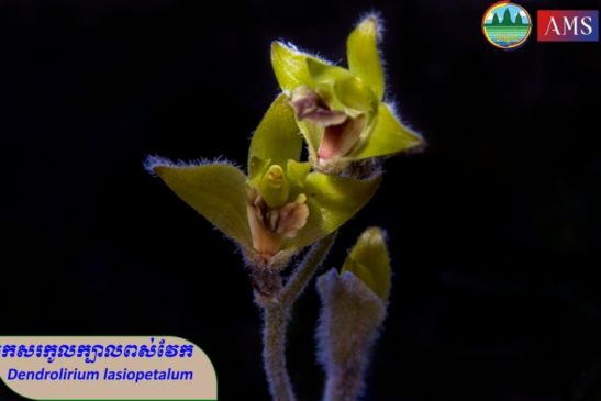 កេសរកូលក្បាលពស់វែក ដុះស្ថិតនៅតំបន់ខ្នងតាកំប៉ោង ដែនជម្រកសត្វព្រៃភ្នំសំកុស