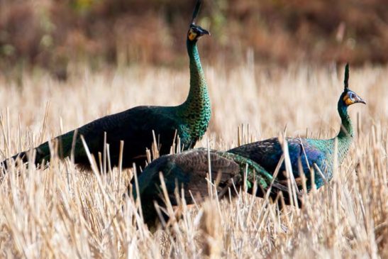 ក្ងោក – Green Peafow៖ មានឈ្មោះវិទ្យាសាស្ត្រ Pavo muticus