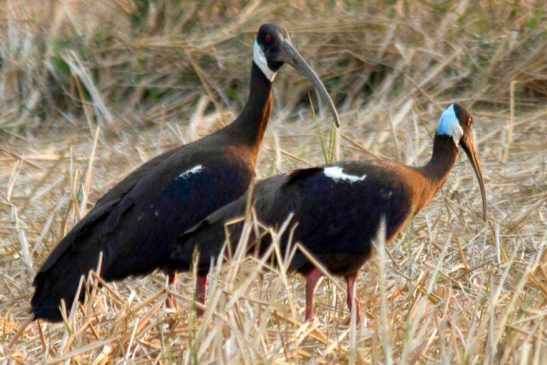 សត្វត្រយងចង្កំកស White-shouldered Ibis