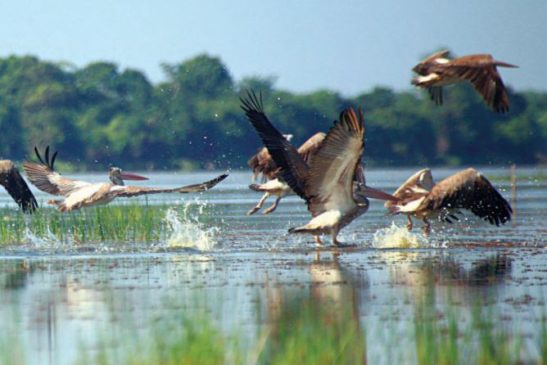 ទុងប្រផេះ Spot-billed Pelican